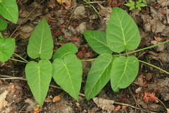 Cynanchum rostellatum