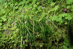 Huperzia selago, photograph (c) Oleg Kosterin, some rights reserved (CC BY)