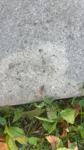 Hop-garden Earwig