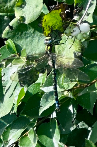 Southern Hawker