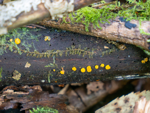 Yellow Fairy Cups