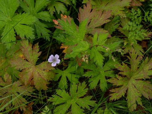 wood crane's-bill