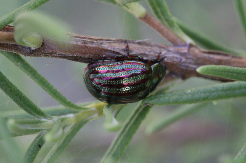 Rosemary Beetle