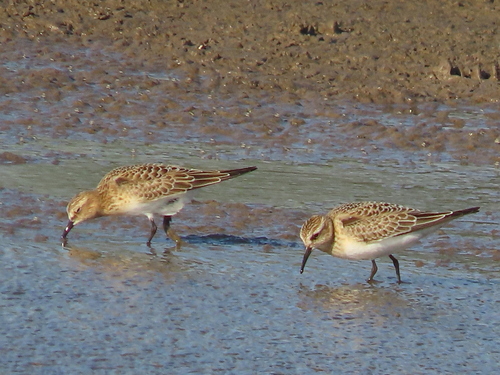 Baird's Sandpiper