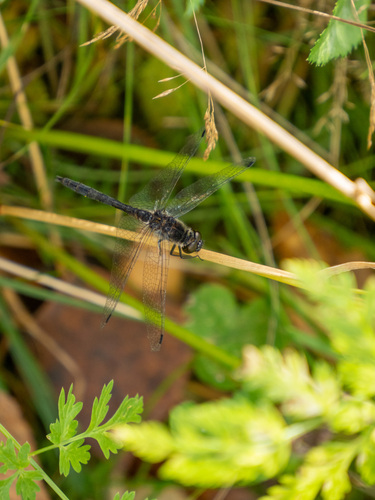 Black Meadowhawk