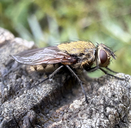 Cluster Flies