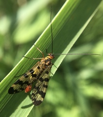 Panorpa meridionalis