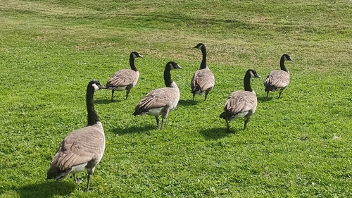 Canada Goose