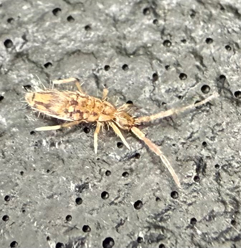 Entomobrya intermedia