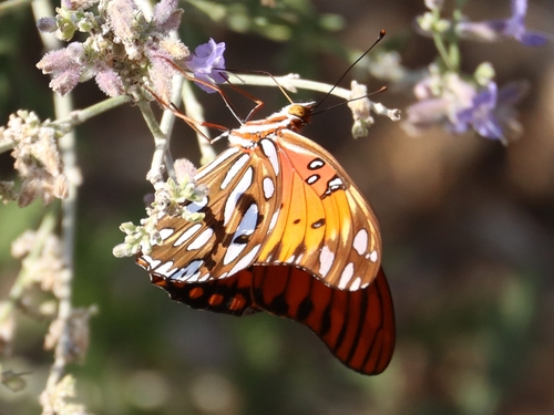 Gulf Fritillary