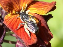 Lasioglossum sexnotatum