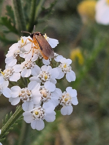 Turnip Sawfly