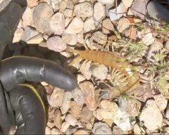 Scolopendra aztecorum