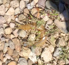 Scolopendra aztecorum