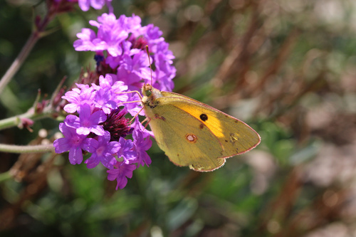 Clouded Yellow