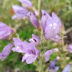 Penstemon fruticosus, photograph author not stated, no rights reserved