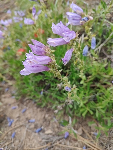Penstemon fruticosus, photograph 5