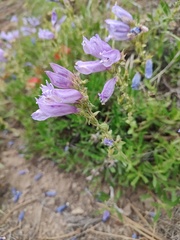 Penstemon fruticosus, photograph author not stated, no rights reserved