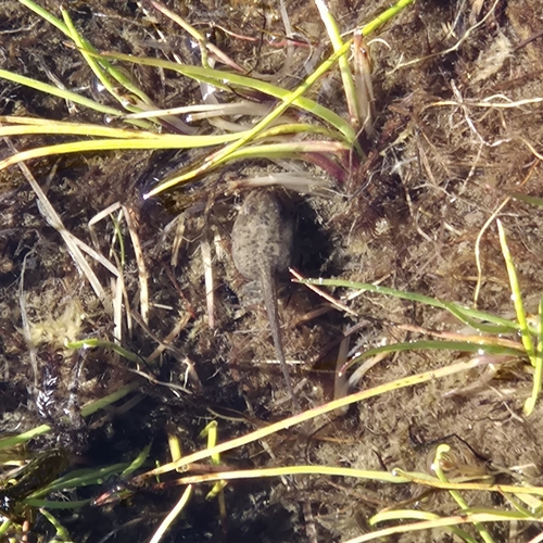 European Common Frog
