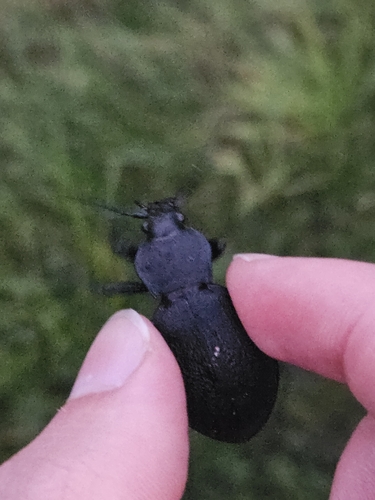 Leather Beetle