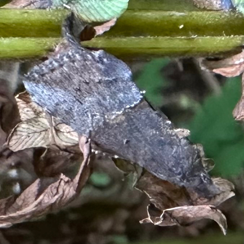 Green Cloverworm Moth