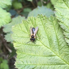 Andrena nigroaenea