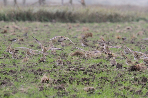 European Golden-Plover