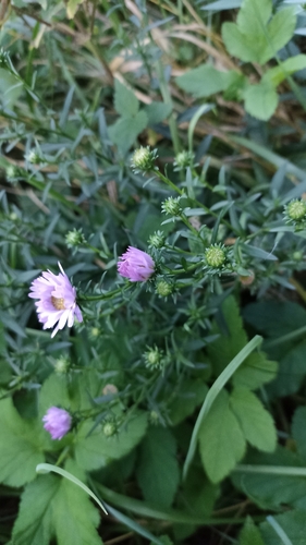 New York aster