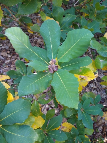 Quercus sadleriana, photograph 4