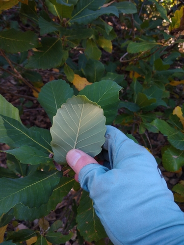 Quercus sadleriana, photograph 5