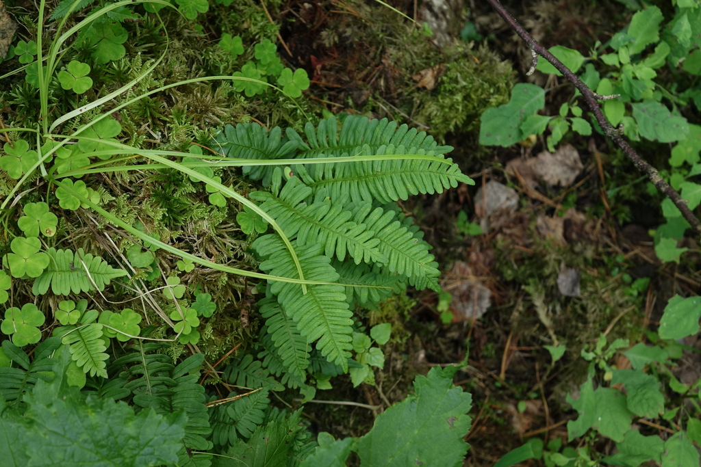 Polypodium sibiricum; photograph (c) Oleg Kosterin, some rights reserved (CC BY)