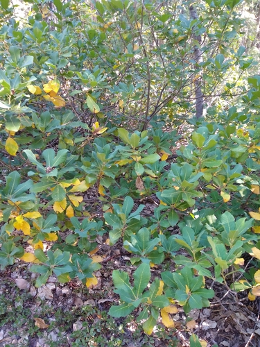 Quercus sadleriana, photograph 6