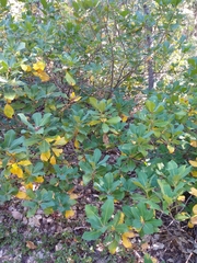 Quercus sadleriana, photograph author not stated, no rights reserved