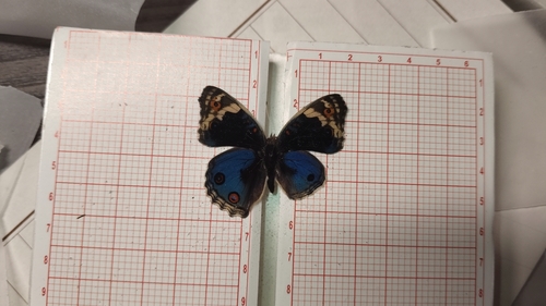 Blue Pansy