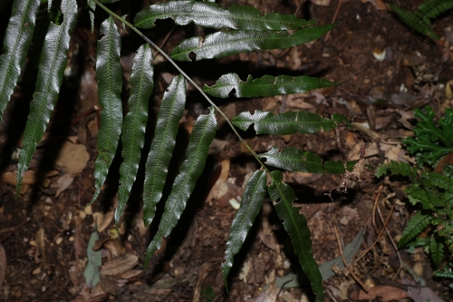 Plagiogyria euphlebia observed 2026-09-19