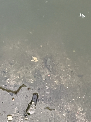 Eurasian Water Scorpion