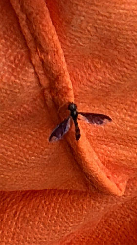 Dusky-winged Hover Fly