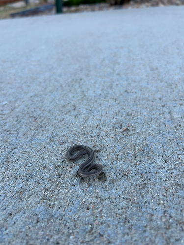 Lined Snake