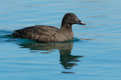 White-Winged Scoter photo 4