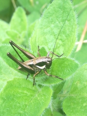Pholidoptera
