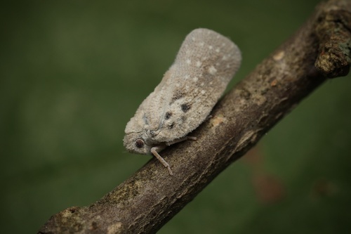 Citrus Flatid Planthopper