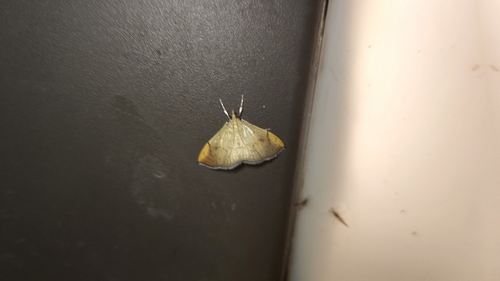 Hyalobathra coenostolalis