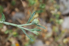 Centaurea aspera aspera