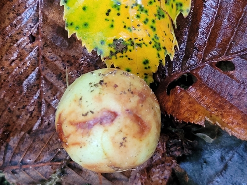 Cherry Gall Wasp