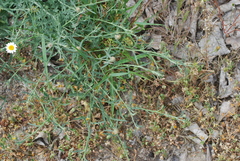 Centaurea aspera aspera