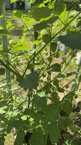 cutleaf groundcherry