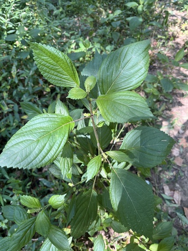 beefsteak plant