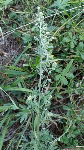 absinthe wormwood