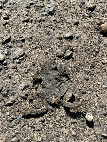 European Toad