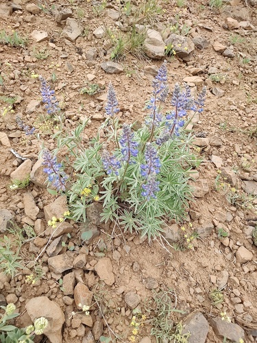 Lupinus arbustus, photograph 1